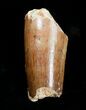Bargain Spinosaurus Tooth - / inches #4476-2